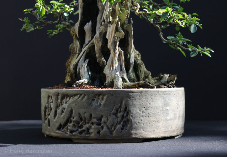 privet bonsai Progression